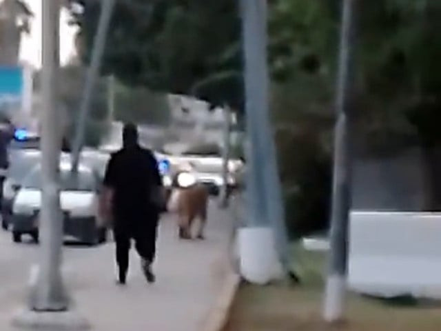 citizens caught in surprise witnessing a wild life animal roaming around the city s busiest roads screengrab citizens caught in surprise witnessing a wild life animal roaming around the city s busiest roads screengrab