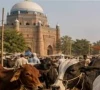 livestock sharing model offers hope for struggling rural families