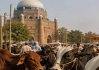livestock sharing model offers hope for struggling rural families