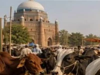 livestock sharing model offers hope for struggling rural families