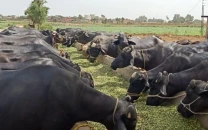 foot and mouth disease outbreak hits livestock in punjab villages foot and mouth disease outbreak hits livestock in punjab villages