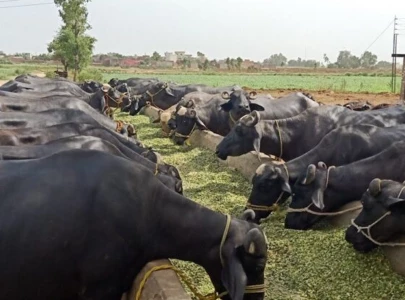 foot and mouth disease outbreak hits livestock in punjab villages foot and mouth disease outbreak hits livestock in punjab villages