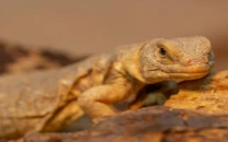 wildlife dept seizes over 100 desert lizards