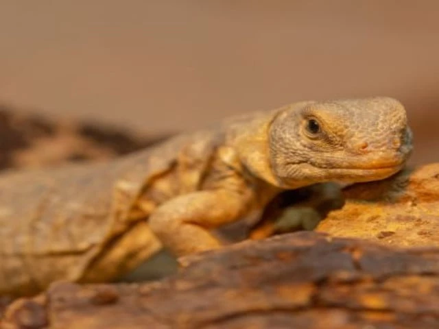 desert lizard photo courtesy punjab wildlife desert lizard photo courtesy punjab wildlife