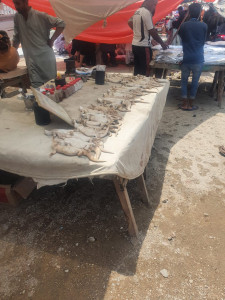 141 spiny tailed lizards recovered