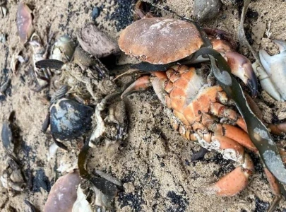 mass crab deaths leave british experts baffled