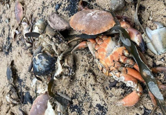 dead and dying crabs and lobsters began washing up en masse at beaches in the teesside region in october 2021 photo courtesy twitter dead and dying crabs and lobsters began washing up en masse at beaches in the teesside region in october 2021 photo courtesy twitter
