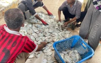 fish sales surge prices hit record highs