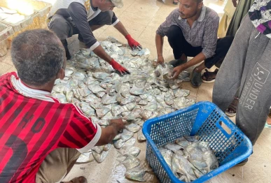 fish sales surge prices hit record highs