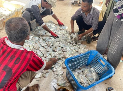 fish sales surge prices hit record highs