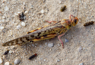 locusts devour crops on 15 000 hectares in loralai locusts devour crops on 15 000 hectares in loralai