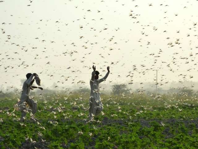 ECNEC approves Rs32b plan to fight locusts - Vimarsana News