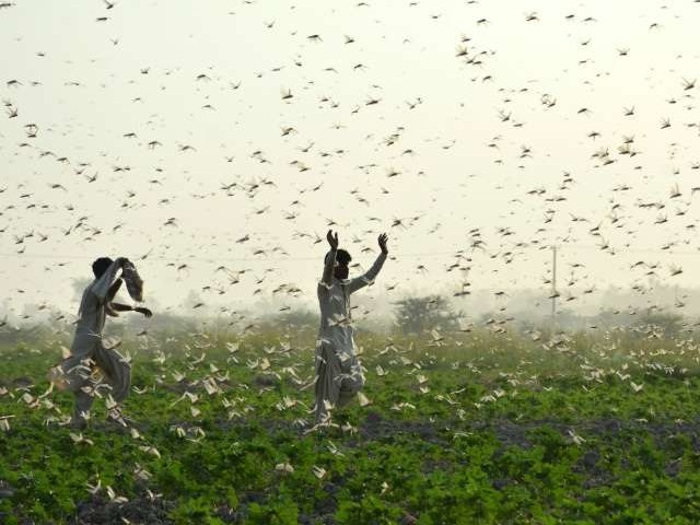 Record numbers of locusts have descended in devastating swarms across parts of Africa and Asia this year. PHOTO: AFP/FILE