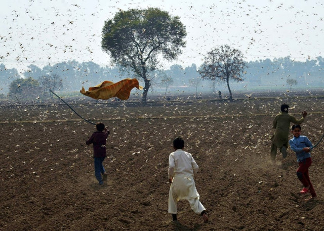 children try to drive away desert locusts swarming in okara photo xinhua file
