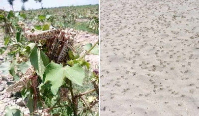 sindh miffed at locust purchase centres sindh miffed at locust purchase centres