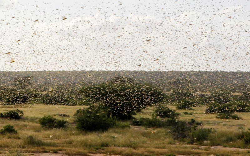 anti locust drive underway at airport