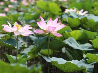 bioengineers create lotus leaf inspired system for cancer cell study