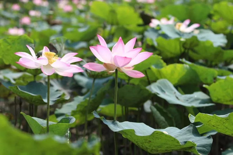 engineers from the rice university devised lotus leaf inspired system for cancer cell study photo pexels engineers from the rice university devised lotus leaf inspired system for cancer cell study photo pexels