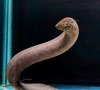 south american lungfish breaks record for largest genome among all animals south american lungfish breaks record for largest genome among all animals