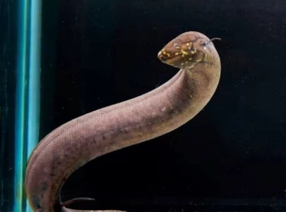 south american lungfish breaks record for largest genome among all animals
