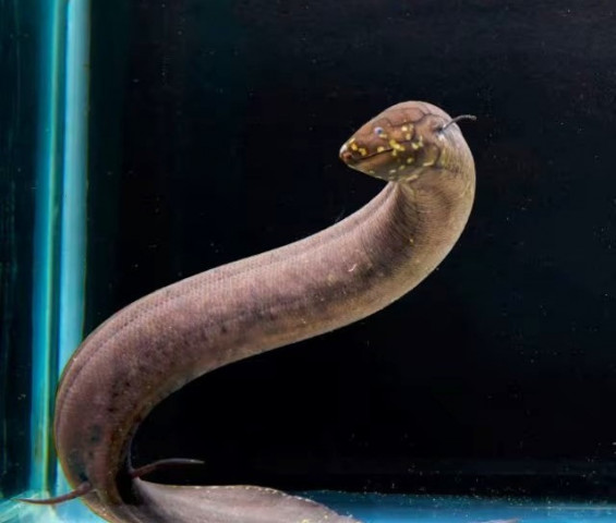 south american lungfish breaks record for largest genome among all animals south american lungfish breaks record for largest genome among all animals