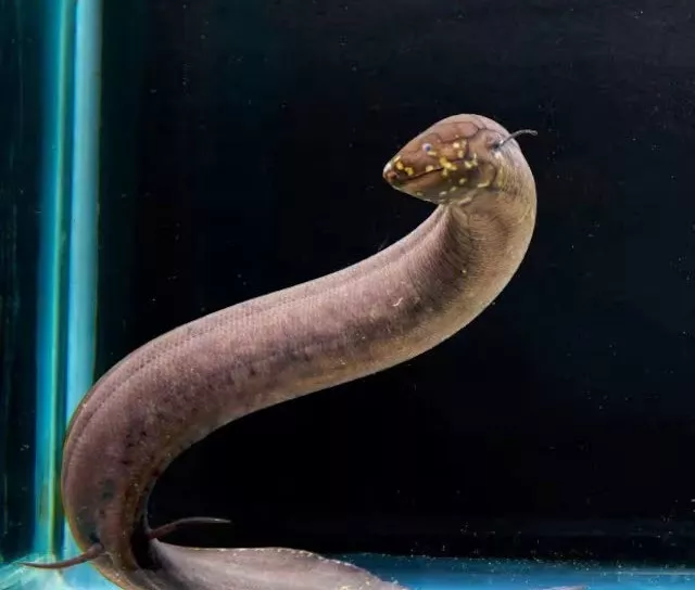 south american lungfish breaks record for largest genome among all animals south american lungfish breaks record for largest genome among all animals