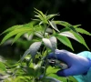 cabinet okays cannabis policy to reap economic benefits