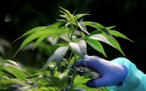 cabinet okays cannabis policy to reap economic benefits