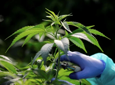 pakistan introduces first ever cannabis regulatory policy to curb misuse boost economy