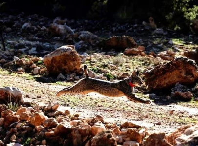 european lynx makes miraculous return from brink of extinction