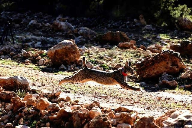 european lynx makes miraculous return from brink of extinction european lynx makes miraculous return from brink of extinction