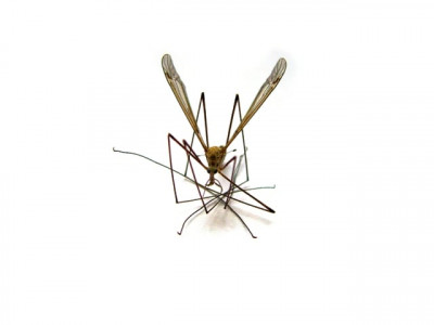 dengue fever resurfaces in karachi dengue fever resurfaces in karachi