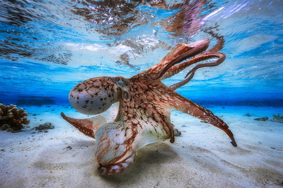 Dancing Octopus. In the lagoon of Mayotte, during spring low tides, there is very little water on the flats. Only 30 cm in fact. That's when I took this picture. I had to get as close as possible to the dome to create this effect. The 14 mm is an ultra wide angle lens with very good close focus which gives this effect of great size. The octopus appears larger, and the height of water also. Photographed off Mayotte Island on May 7, 2016.