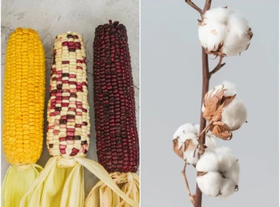 low cotton maize output a setback