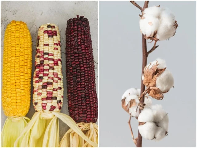 maize and cotton