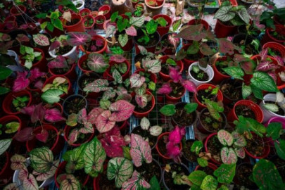 indoor beautification project catches public eye