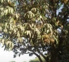 chenab belt struggles to bridge mango gap