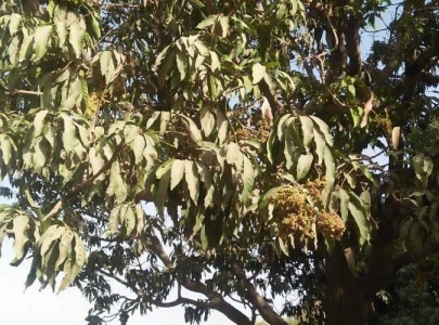 chenab belt struggles to bridge mango gap chenab belt struggles to bridge mango gap