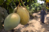 field workshop on modern mango pruning held
