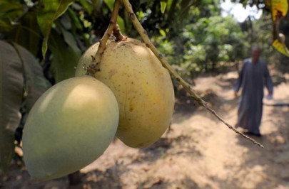 floods extensively devastate mango orchards floods extensively devastate mango orchards