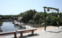 non native trees threaten local biodiversity