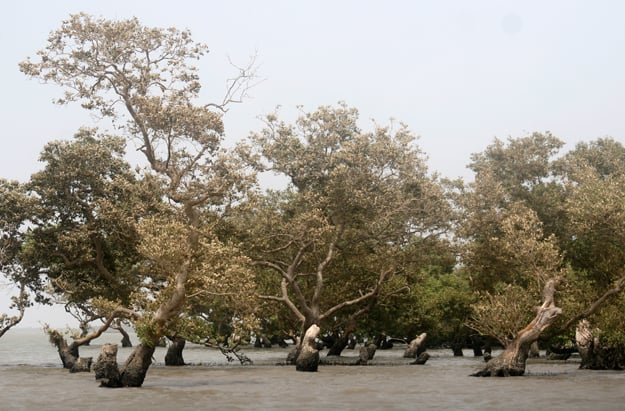 Mangrove forests in Sindh consist of four species. PHOTO: ATHAR KHAN