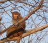 monkeys need space not snacks