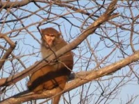 monkeys need space not snacks