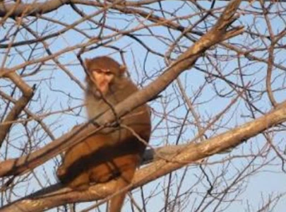 monkeys need space not snacks monkeys need space not snacks