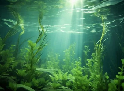 what s with the unpleasant smell in karachi