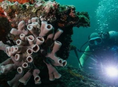 more than 1 500 ships stuck in strait of hormuz may trigger global biological invasions