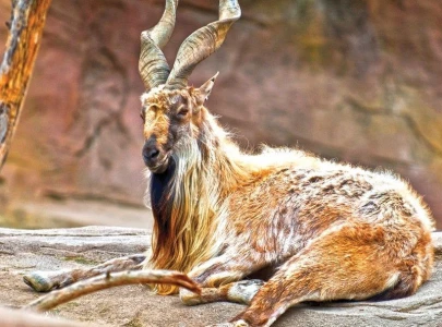 former national shooting champion safeguards pakistan s rare markhor