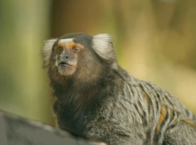 monkeys use names for each other in communication study says