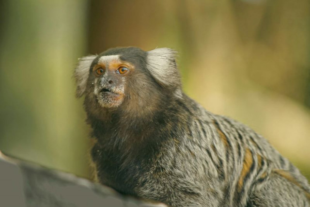 marmoset uses phee calls to assign names during communication photo pexels marmoset uses phee calls to assign names during communication photo pexels